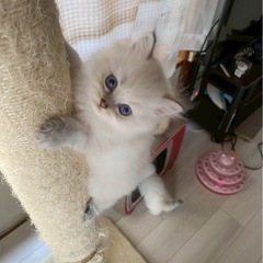 ペット共生型障がい者GH入居者様募集✨