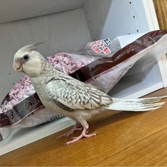 オカメインコ WFシナモンパール