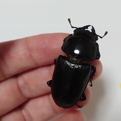 オオクワガタ　♂♀ペア(66×44)川西の画像