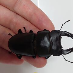 オオクワガタ　♂♀ペア(66×44)川西の画像