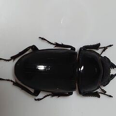 オオクワガタ　♂♀ペア(66×44)川西の画像