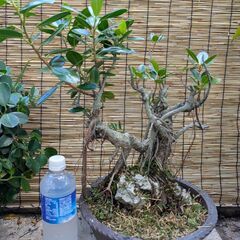 ガジュマル盆栽（石付き）の画像