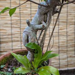 ガジュマルの画像