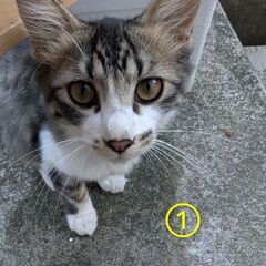 生後4～5ヶ月　3匹ともトライアル決まったので募集一時停止…