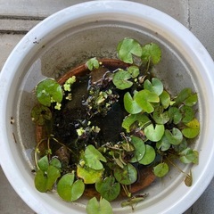 水草の画像