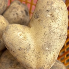 ②十勝産　新じゃがいもメークイン　10キロ 訳あり　Ｍ以上の画像