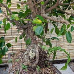 ガジュマル盆栽（石付き）の画像