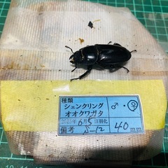 ⑤シェンクリングオオクワガタ　新成虫ペアの販売の画像