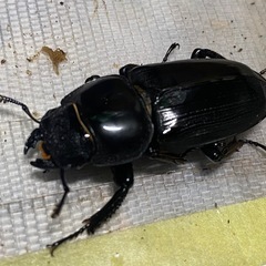 ⑤シェンクリングオオクワガタ　新成虫ペアの販売の画像
