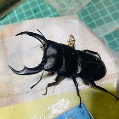 ⑤シェンクリングオオクワガタ　新成虫ペアの販売の画像