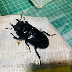 ②スマトラオオヒラタクワガタ　新成虫ペアの販売の画像