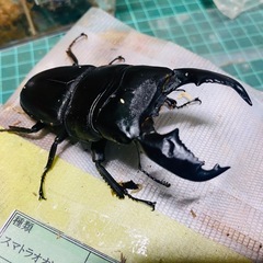 ②スマトラオオヒラタクワガタ　新成虫ペアの販売の画像