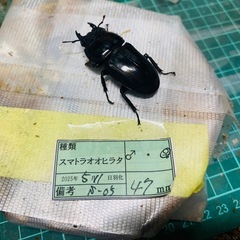 ②スマトラオオヒラタクワガタ　新成虫ペアの販売の画像