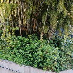 竹を欲しい方　差し上げます。の画像