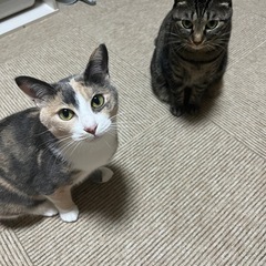 キジトラのメイちゃん