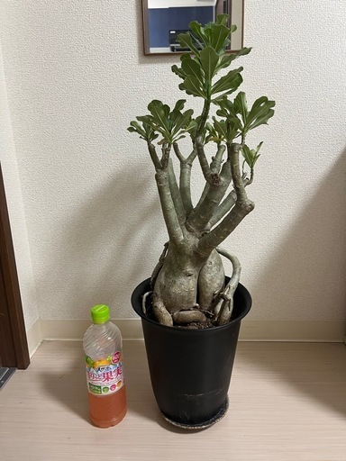 アデニウム 超大型