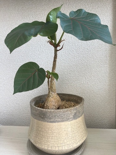 フィカス ペティオラリス 鉢付き