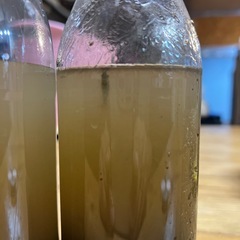 ミナミヌマエビ
の画像