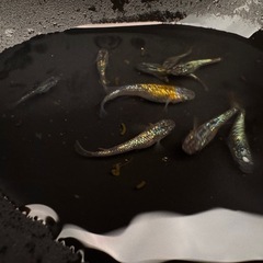 令和黒ラメサファイア5匹の画像