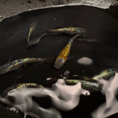 令和黒ラメサファイア5匹の画像