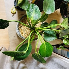 観葉植物　暴れバーキン乱れありのフィロデンドロンバーキン　ぬき苗にてお渡し　の画像