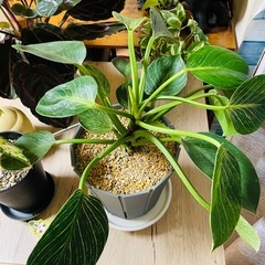 観葉植物　暴れバーキン乱れありのフィロデンドロンバーキン　ぬき苗にてお渡し　の画像