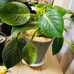 観葉植物　暴れバーキン乱れありのフィロデンドロンバーキン　ぬき苗にてお渡し　の画像
