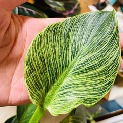 観葉植物　暴れバーキン乱れありのフィロデンドロンバーキン　ぬき苗にてお渡し　の画像