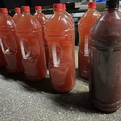 ゾウリムシサービス中　5倍濃縮 PSB光合成細菌500ml〜20ℓ以上の画像