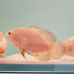 アルビノタイガーオスカー　8cm　2匹の画像