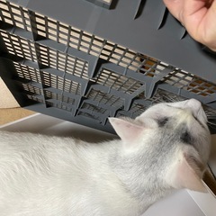 犬用トイレの画像