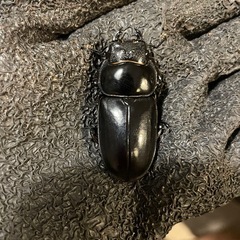 アンタエウスオオクワガタ　ペアの画像