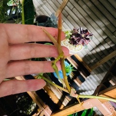 オキシカルジューム・ブラジル　フィロデンドロンブラジル　鉢ごとお渡し　観葉植物　の画像