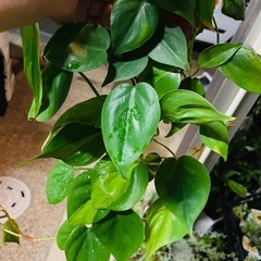 オキシカルジューム・ブラジル　フィロデンドロンブラジル　鉢ごとお渡し　観葉植物　の画像