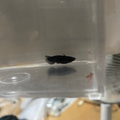 オロチメダカの画像