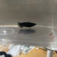 オロチメダカの画像