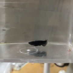 オロチメダカの画像