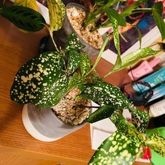 観葉植物　ゴットセフィア　鉢ごとお渡しです　の画像