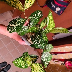 観葉植物　ゴットセフィア　鉢ごとお渡しです　の画像