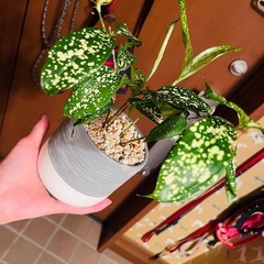 観葉植物　ゴットセフィア　鉢ごとお渡しです　の画像