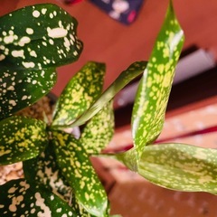 観葉植物　ゴットセフィア　鉢ごとお渡しです　の画像