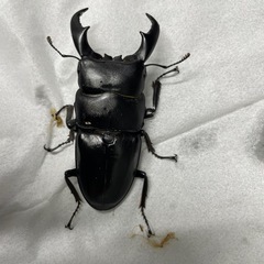 サキシマヒラタクワガタ　使用済♀×2の画像
