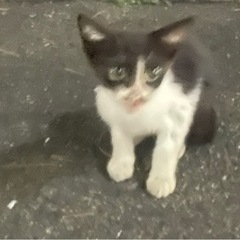 猫のえさ