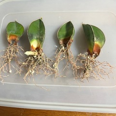 サンセベリア　サムライドワーフ葉挿し（発根済）の画像