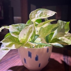 希少種　
ポトスグローバル　観葉植物の画像