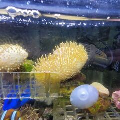 ウミキノコ（2025/8/20株分け個体）の画像