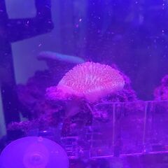 ウミキノコ（2025/8/20株分け個体）の画像