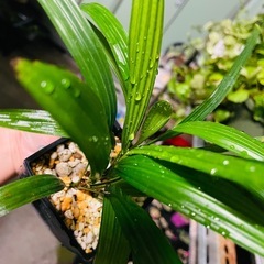 地植え可能　観葉植物　多分シュロチク　名前不明　鉢ごとお渡しの画像
