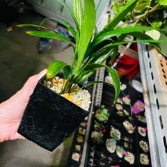 地植え可能　観葉植物　多分シュロチク　名前不明　鉢ごとお渡しの画像