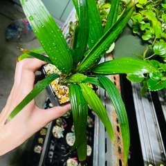 地植え可能　観葉植物　多分シュロチク　名前不明　鉢ごとお渡しの画像